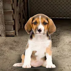 Взломанная My Pet Animal Shelter World  [МОД Бесконечные деньги] - стабильная версия apk на Андроид