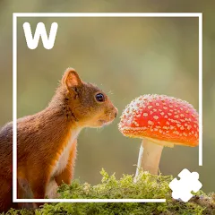 Взломанная 7000 words (семь тысяч)  [МОД Бесконечные монеты] - полная версия apk на Андроид