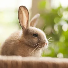 Скачать взломанную 1 picture and a few words  [МОД Menu] - стабильная версия apk на Андроид